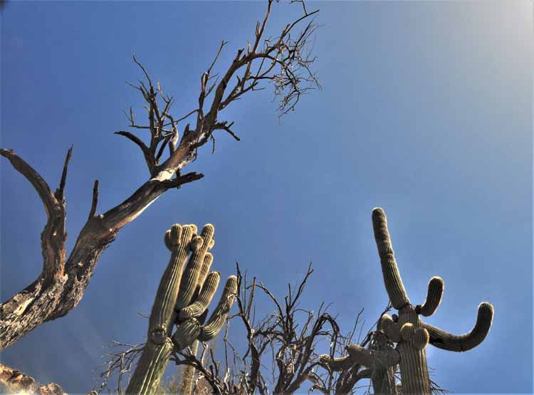 dead tree
